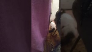 Сладкоежка анекдот