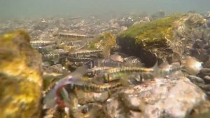 Обыкновенный гольян (Common minnow)