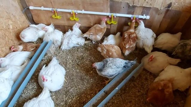 Обзор хозяйства. Бройлеры, цветные бройлеры, индюшата, мускусная утка, кролики и наша собака Роббен смотреть онлайн