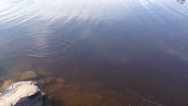 Ловля окуня на волкер в Карелии смотреть онлайн