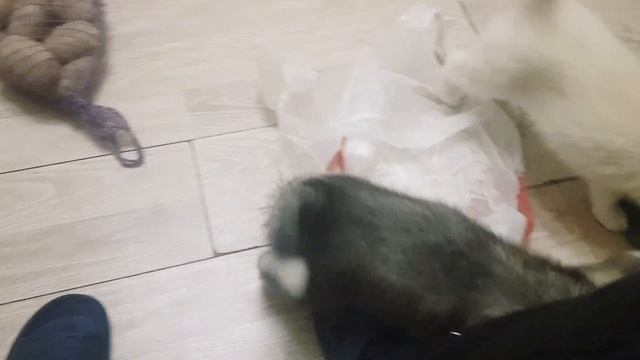 Щенки волкособа второго поколения в доме :)) смотреть онлайн