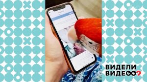 Влюбленный попугай. Видели видео? Фрагмент выпуска от 11.04.2021