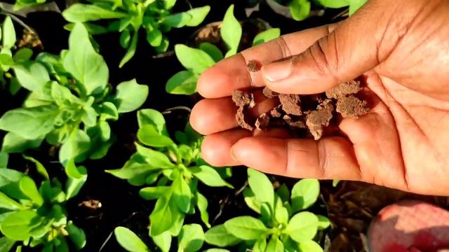 Petunia plant fertilizer // Petunia padhe me fertilizer kese use karen // petunia plant care
