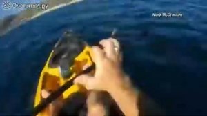 Акула напала на лодку!