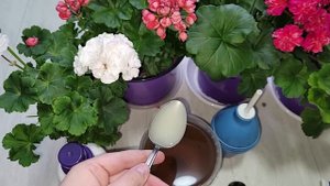 Срочно НАЛЕЙТЕ в герань, чтобы листья не желтели, чтобы растение было здоровым, крепким и зеленым