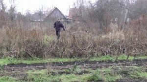 Сидераты осенью. Амарант и щирица сильно переросшие