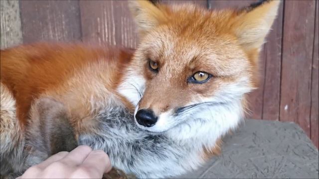 Девять лет назад в нашем доме появилась самая первая лиса смотреть онлайн