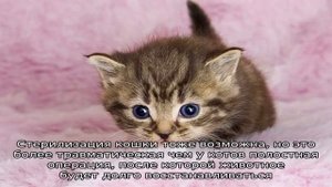 Как и какого выбрать котенка?