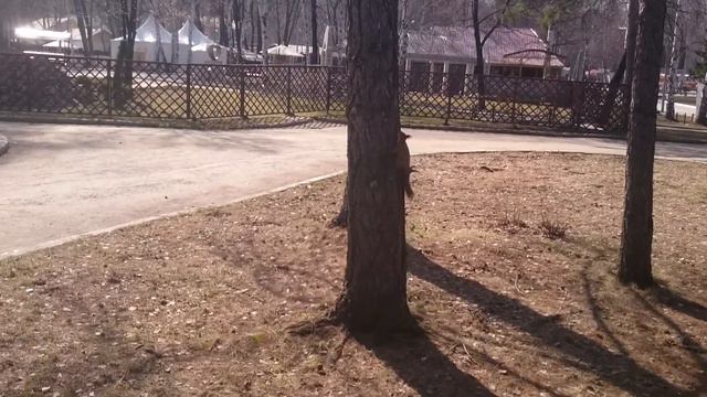 Белки в Екатеринбурге смотреть онлайн