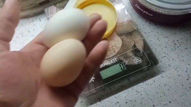 молодые курочки  занеслись. Какие первые яйца? #яйцо #куры