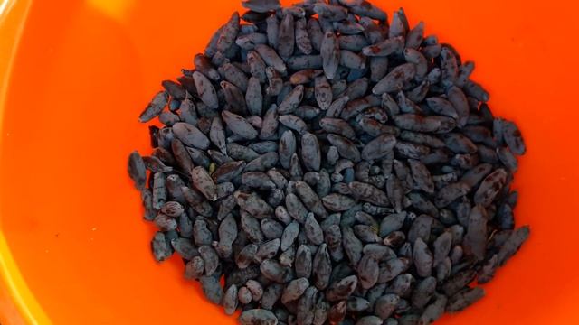 Самые первые ягоды в моём садике-жимолость. . смотреть онлайн