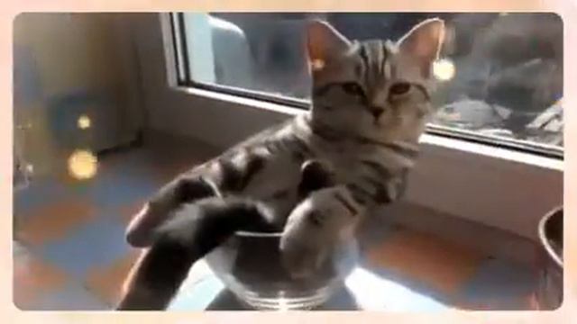 Кот в вазе (Created with @Magisto) смотреть онлайн