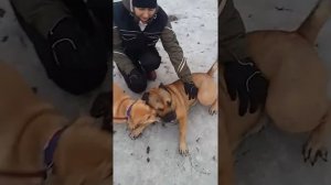 Знакомство щенка кадебо со взрослым псом кадебо