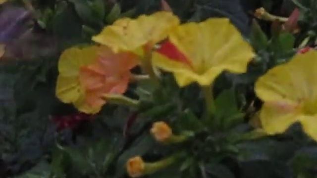 Колибри Подмосковья