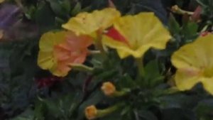 Колибри Подмосковья