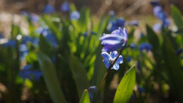 Tales From Earthsea - Beautiful Tune for Tin Whistle | Low Whistle cover | Instrumental Flute Music смотреть онлайн