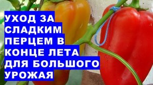 Уход за сладким перцем в конце лета для большого урожая. Growing a Large Harvest of Sweet Peppers