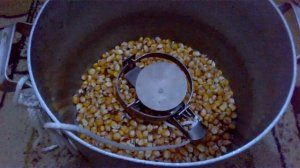 Как истребить крыс.