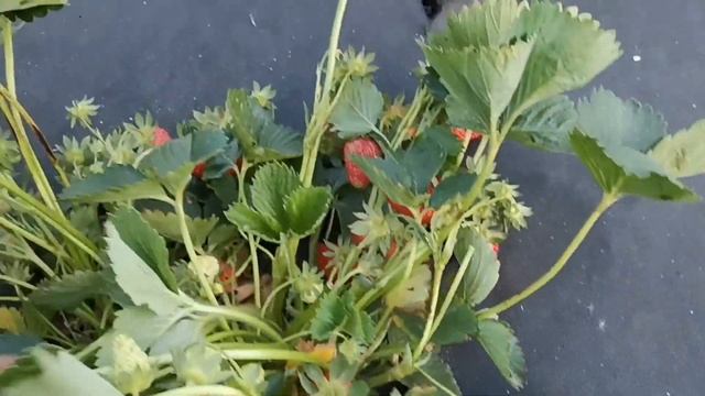 /Самые вкусные сорта клубники, сорт Маригет! / смотреть онлайн