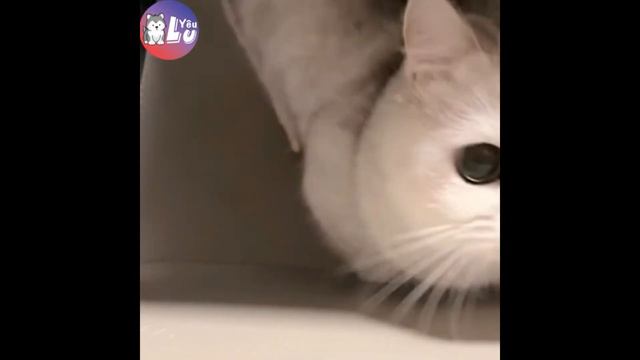 🐈 Смешные животные🐕 Видео смешных собак и котов для хорошего настроения! 😺 #1 смотреть онлайн