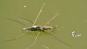 Водомерки, как размножаются, ОБИТАТЕЛИ ВОДЫ pond skater