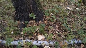 Отдохни от повседневной жизни, прогуляйся со мной по осеннему лесу.