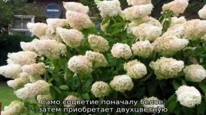 Гортензия метельчатая: лучшие сорта, описание