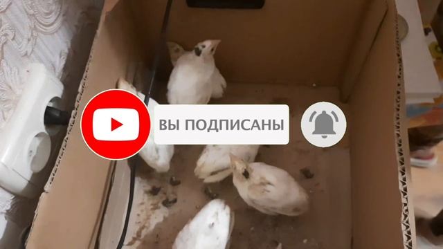 Перепелята из МАГАЗИННОГО яйца . ПРОДОЛЖЕНИЕ