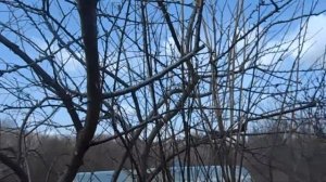 Весенняя обрезка сливы ренклод Карбышева