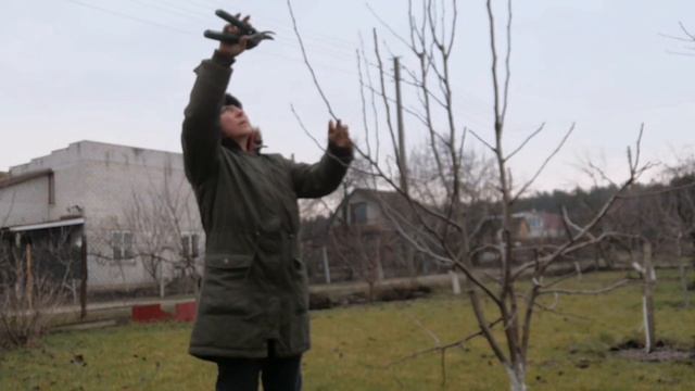 Обрезка и формирование молодых груш. смотреть онлайн
