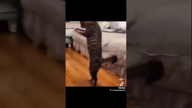 Я ПОЙМАЛ СМЕШИНКУ ???? смотреть онлайн