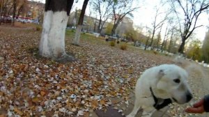Как гулять с  алабаем в городе