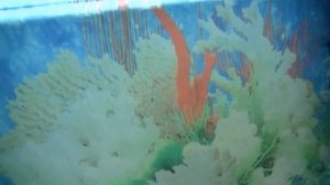 Аквариумные Рыбки для Детей