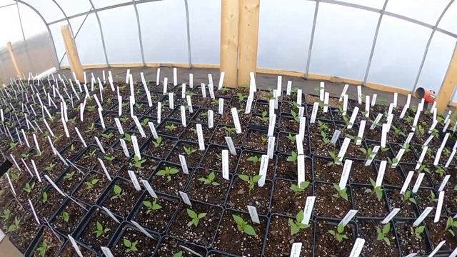 The Seedings смотреть онлайн