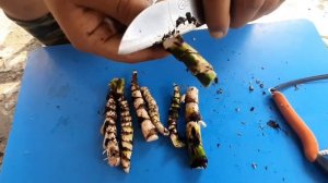 Bojho /Acorus calamus  / फाइदा , प्रसारण र प्रयोग गर्ने तरिका /An AgrikAreshA Production