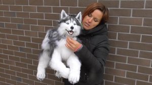 Собака хаски игрушка