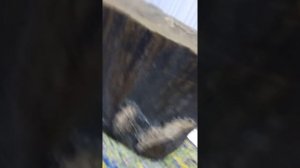 окаменелое дерево цена