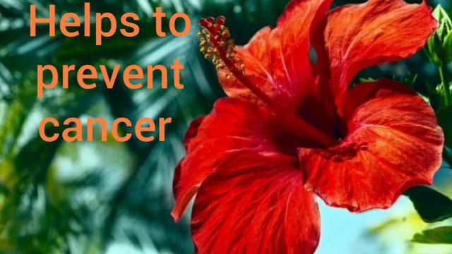 BET YOU DIDN'T KNOW THIS. Secrets of the Hibiscus flower смотреть онлайн