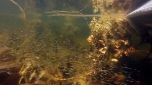 Белое море Под водой