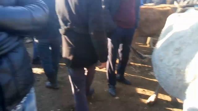 мол бозори пайшанбе нархи  говхои гусолодор гуножин