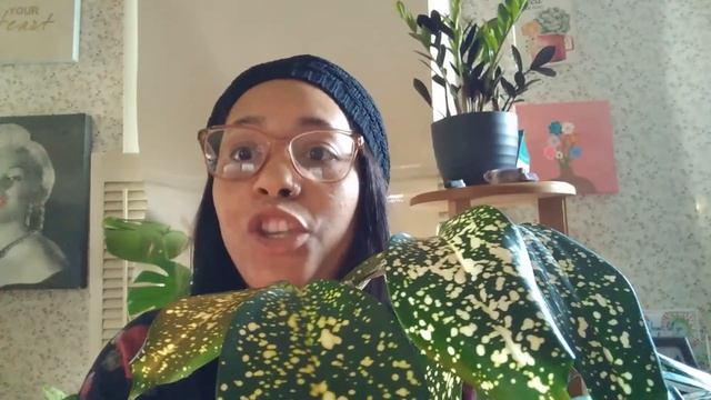 Dracaena Surculosa aka Florida Beauty/ Chit Chat Episode 2 смотреть онлайн