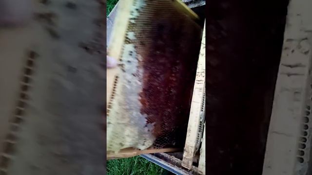 Куда пропали пчёлы? смотреть онлайн