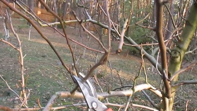 Обрезка яблони и груши растущей в сосновом лесу в чистом песке. смотреть онлайн