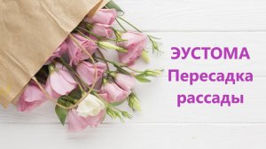 Пересадка эустомы  Часть 3. Заключительная.