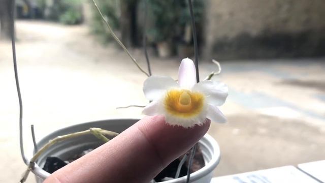 Dendrobium loddigesii fma. albescens - Nº 04 смотреть онлайн