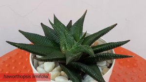 Haworthia limifolia