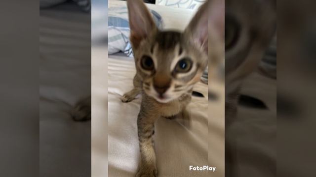 Наше семейство котиков, мама канадский сфинкс Браш, папа Абиссинец, котята метисы рождённые 17.12
