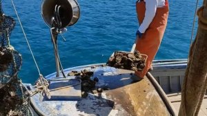 Mali Ston Oyster farming