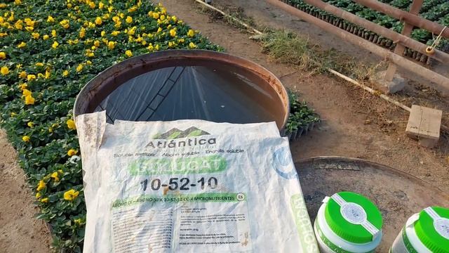 САМОЕ ЛУЧШЕЕ УДОБРЕНИЕ ДЛЯ ЦВЕТОЧНЫХ КУЛЬТУР В ФАЗЕ ЦВЕТЕНИЯ. Заставим цвести с ФОСФОРОМ и КАЛИЕМ.
