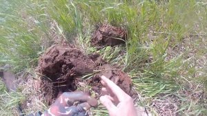 Кладоискатели. Коп с ака сорекс про находки за 2 часа Где деревня стояла